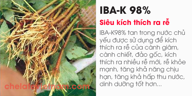 Bán IBA-K 98% (Siêu kích thích ra rễ - tan trong nước)